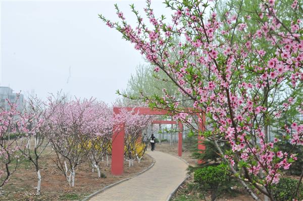 想在山東學(xué)習(xí)海事專業(yè)？為什么不選擇青島海洋技師學(xué)院呢？