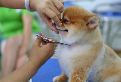 北京雪思嘉寵物美容師培訓(xùn)學(xué)校：寵物美容時(shí)容易出現(xiàn)哪些危險(xiǎn)？